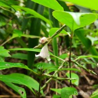 Strobilanthes rhytisperma C.B.Clarke